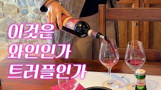 보이면 바로 사야하는 와인! 이탈리아 3대 BDM '포지오 디 소토' 와이너리 투어(Poggio di Sotto Winery Tour, Montalcino, Italy)