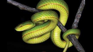 New Snake Species Named After Slytherin Founder at Hogwarts