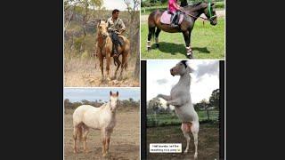 Brumby The Wild Horses Of Australia