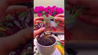 Technique grafting portulaca flower on plant take colorful flowers #shortvideo #portulaca #bonsai