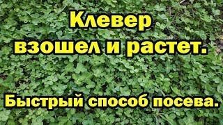 Клевер взошел и растет. Быстрый способ посева.