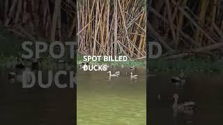 Cute Spot Billed Ducks # Short #Kukkarahalli Lake  Mysore #ytshorts