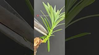 Designing Tree Movement