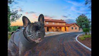  Get ready for the ULTIMATE ranch tour with Drago the Frenchie! 