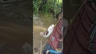 villagers river hoke and net fishing video #shorts #abdulsamifishing #video