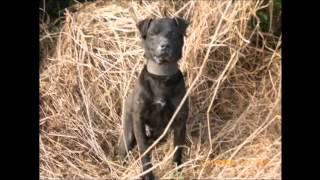 Patterdale Terriers Hunting in ireland