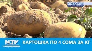 КАРТОШКА ПО 4 СОМА ЗА КГ. NewTV