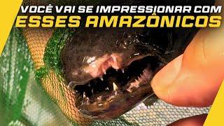 RECEBEMOS DEZENAS DE PEIXES AMAZÔNICOS INCRÍVEIS!