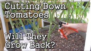 Cutting Down a Tomato Plant -Will it Grow Back? (Garden Experiment)