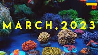 100 g reef tank | березень, 2023 | морський акваріум