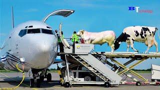 How To Transport Of Cow By Plane, Process Export Millions of Sheep by Big Boat Export Technology Cow