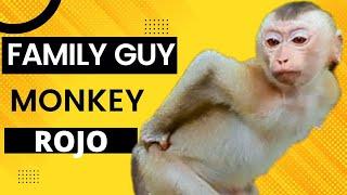 Funny Monkey Rojo Doing His Super Styles Challenge With Popoy | Family Guy Monkey