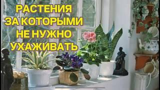 5 самых неприхотливых домашних растений! / Какие цветы лучше всего подходят для дома?