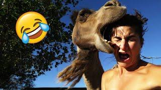 Best Funny Videos Try Not To Laugh Funny & Hilarious People's Life #27