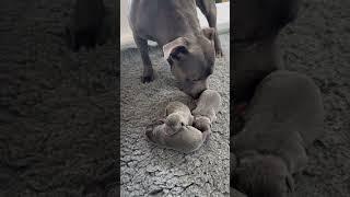 Dad meets his 1 day old puppies for the first time #cutepuppy #doglife #staffordshirebullterrier