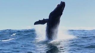 Monterey Bay Whale Watch, Humpbacks and Dolphins, 4/14/17