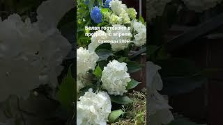 Белая гортензия в продаже с апреля-саженцы 300₽ #гортензии #гортензия #гортензиякрупнолистная