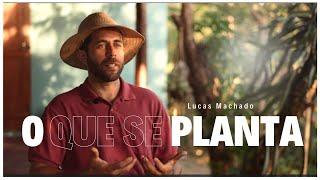 Documental de Agrofloresta com Lucas Machado - Sítio das Mangueiras