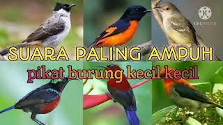 SUARA SEGALA BURUNG RIBUT paling ampuh pikat burung kecil kecil %