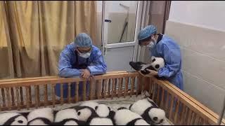 Working in Panda Kindergarten Part 6 #panda #cute #babypanda #viral #fypシ #pandababy #lovely