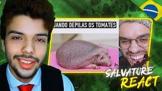 pOrTUgUêS rEagE A "MEMES PORTUGUESES" (Kleberianus) | SALVATORE REACT