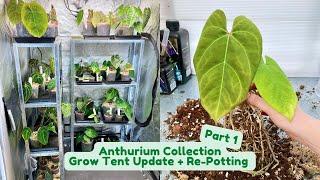 My Entire Anthurium Collection  Part 1| Grow Tent Update + Re-Potting