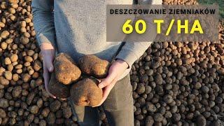 Ile tak naprawdę daje deszczowanie? 60 ton ziemniaka z hektara to standard