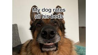 German Shepherd rates his different beds