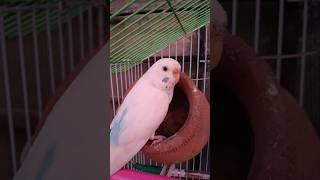 love birds sound (◍•ᴗ•◍)#budgies #shorts