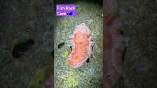 South West Rocks (AUS ) - Spanish Dancer