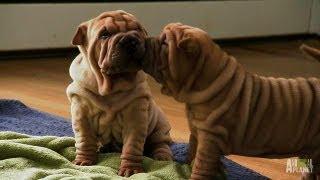 Shar-Pei Puppies | Too Cute!