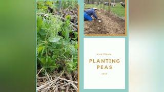 Planting Peas in the Kind Fibers Garden Spring 2020