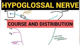 Hypoglossal Nerve | Course and Distribution