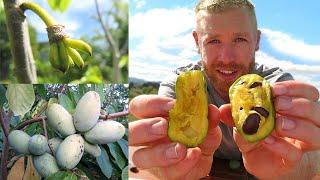 Grow This Fruit in Freezing Temperatures  - Asimina Triloba (American Paw Paw)