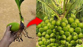 Great...!! Propagate coconut tree from young coconut  || Growing coconut tree