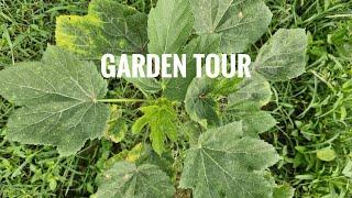 The Organic Green Thumb Garden Tour