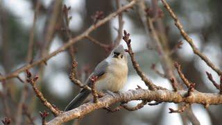 How to attract Tufted Titmice - basic tips