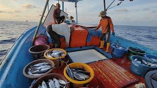 merawai ikan tongkol (ngolok aya hitam) di laut Dulang