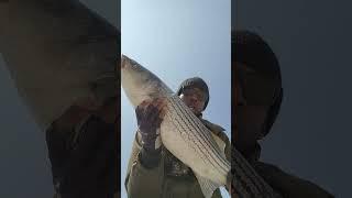 Big Striped Bass Eats Bunker Chunk