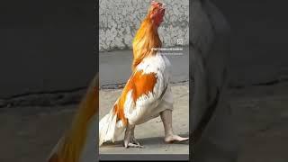 इतना भाड़ा मुर्गा , #youtube #funny #automobile #live #reaction #love #shortsfeed #shorts