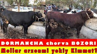 DORMANCHA chorva BOZORI