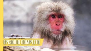 La isla de los extremos: La fauna y flora únicas de Japón | Episodio Completo