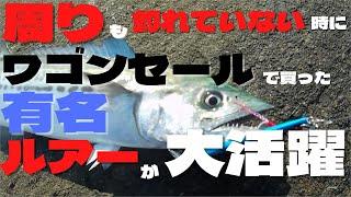 【実釣動画】釣れた青物フライとタルタルとたっぷり脂肪