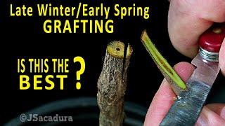BEST GRAFTING TECHNIQUE in early SPRING? | Grafting Fruit Trees