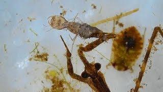 Fascinating! Water Scorpion Feeding on Two Insects