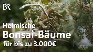 Einheimische Bäume im Miniformat: Bonsai-Züchter Ralf Jauernig | Wir in Bayern | BR