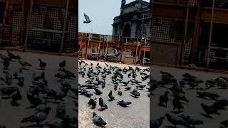 gateway of India Mumbai#sachin#viralshorts #pigeonlover #sachin