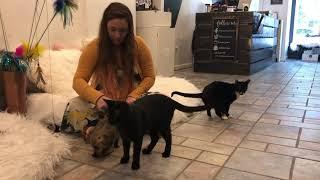 DC Cat Cafe