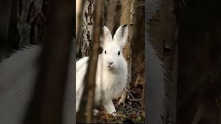 Заяц заметил The hare noticed #wildlife #nature #shorts