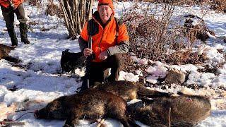 Wild Boar hunting in CROATIA 2025